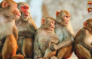 ಇಬ್ಬರಿಗೆ ಕೆಎಫ್ಡಿ ದೃಢ – ಜನರಲ್ಲಿ ಹೆಚ್ಚಿದ ಆತಂಕ..!