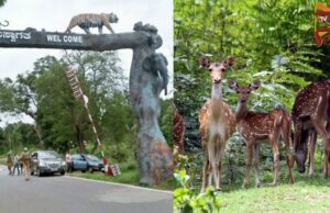 ನಾಗರಹೊಳೆ, ಬಂಡೀಪುರದಲ್ಲಿ ಹಂತವಾಗಿ ಸಫಾರಿ ಶುರು ಮಾಡಲು ಸಲಹೆ – ಈಶ್ವರ್ ಖಂಡ್ರೆ