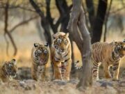 ಚಾಮರಾಜನಗರ – ರಾಜ್ಯದಲ್ಲಿ ಇಂದಿನಿಂದ ಹುಲಿ ಗಣತಿ ಶುರು..!