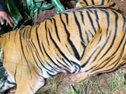 ಚಾಮರಾಜನಗರ – ಗ್ರಾಮಗಳ ಜನರ ನಿದ್ದೆಗೆಡಿಸಿದ್ದ, ತಾಯಿ ಹುಲಿ ಸೆರೆ..!