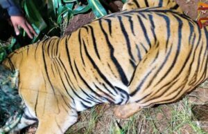 ಚಾಮರಾಜನಗರ – ಗ್ರಾಮಗಳ ಜನರ ನಿದ್ದೆಗೆಡಿಸಿದ್ದ, ತಾಯಿ ಹುಲಿ ಸೆರೆ..!