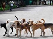 ತೆಲಂಗಾಣದಲ್ಲಿ ಬೀದಿನಾಯಿಗಳ ಸಾಮೂಹಿಕ ಹತ್ಯೆಯ ಆರೋಪ..!