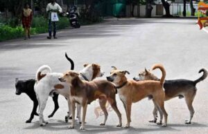 ತೆಲಂಗಾಣದಲ್ಲಿ ಬೀದಿನಾಯಿಗಳ ಸಾಮೂಹಿಕ ಹತ್ಯೆಯ ಆರೋಪ..!