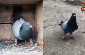 ಶಬರಿಮಲೆಯಿಂದ 900 ಕಿ.ಮೀ ಕ್ರಮಿಸಿ, ಮರಳಿ ಗೂಡು ಸೇರಿದ ಪಾರಿವಾಳ