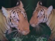 ತಾಯಿ ಹುಲಿ ಜೊತೆ ಮರಿಗಳು ಕಾಣಿಸಿಕೊಂಡಿದ್ದ ಪ್ರಕರಣ; ಮತ್ತೊಂದು ಮರಿ ಸೆರೆ