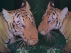 ತಾಯಿ ಹುಲಿ ಜೊತೆ ಮರಿಗಳು ಕಾಣಿಸಿಕೊಂಡಿದ್ದ ಪ್ರಕರಣ; ಮತ್ತೊಂದು ಮರಿ ಸೆರೆ