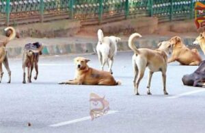 ಬೀದಿ ನಾಯಿಗಳ ಹಾವಳಿಗೆ ಬೆಚ್ಚಿದ ರಾಣೇಬೆನ್ನೂರು – ಜನರ ಮೇಲೆ ದಾಳಿ
