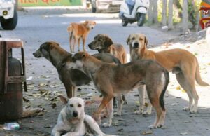 ಬೀದಿ ನಾಯಿಗಳಿಗೂ ಬಂತು ಕಾಲ; ಇನ್ಮುಂದೆ ಪ್ರತಿದಿನ ಸಿಗಲಿದೆ ಚಿಕನ್ ರೈಸ್, ಆಹಾರ ನೀಡಲು ಮುಂದಾದ GBA