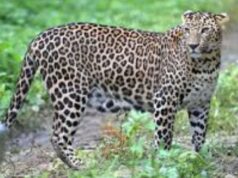 ಮಲೆ ಮಹದೇಶ್ವರ ಬೆಟ್ಟಕ್ಕೆ ಪಾದಯಾತ್ರೆ ಹೊರಟಿದ್ದ ಬಾಲಕನ ಮೇಲೆ ಚಿರತೆ ದಾಳಿ