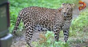 ಮಲೆ ಮಹದೇಶ್ವರ ಬೆಟ್ಟಕ್ಕೆ ಪಾದಯಾತ್ರೆ ಹೊರಟಿದ್ದ ಬಾಲಕನ ಮೇಲೆ ಚಿರತೆ ದಾಳಿ