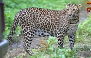 ಮಲೆ ಮಹದೇಶ್ವರ ಬೆಟ್ಟಕ್ಕೆ ಪಾದಯಾತ್ರೆ ಹೊರಟಿದ್ದ ಬಾಲಕನ ಮೇಲೆ ಚಿರತೆ ದಾಳಿ