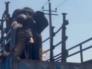 ಮೈಸೂರಿನ ಜನರಿಗೆ ಉಪಟಳ ನೀಡುತ್ತಿದ್ದ, ಪುಂಡಾನೆ ಸೆರೆ..!