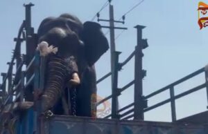 ಮೈಸೂರಿನ ಜನರಿಗೆ ಉಪಟಳ ನೀಡುತ್ತಿದ್ದ, ಪುಂಡಾನೆ ಸೆರೆ..!