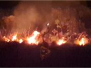 ಚಾರ್ಮಾಡಿ ಘಾಟಿ ಅರಣ್ಯ ಪ್ರದೇಶದಲ್ಲಿ ಕಾಳ್ಗಿಚ್ಚು – ಹುಲ್ಲುಗಾವಲು ಬೆಂಕಿಗಾಹುತಿ