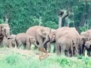 ತೋಟದಲ್ಲಿ ಹೋಗ್ತಿದ್ದ ಕಾರ್ಮಿಕನನ್ನು ಕೊಂದು ಹಾಕಿದ ಕಾಡಾನೆ..!