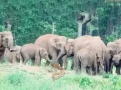 ತೋಟದಲ್ಲಿ ಹೋಗ್ತಿದ್ದ ಕಾರ್ಮಿಕನನ್ನು ಕೊಂದು ಹಾಕಿದ ಕಾಡಾನೆ..!