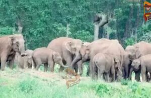 ತೋಟದಲ್ಲಿ ಹೋಗ್ತಿದ್ದ ಕಾರ್ಮಿಕನನ್ನು ಕೊಂದು ಹಾಕಿದ ಕಾಡಾನೆ..!