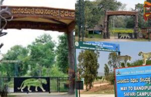 ನಾಗರಹೊಳೆ, ಬಂಡೀಪುರದಲ್ಲಿ ಸಫಾರಿಗೆ ಸರ್ಕಾರ ಅಸ್ತು; ಹೋರಾಟದ ಎಚ್ಚರಿಕೆ ಕೊಟ್ಟ ರೈತರು