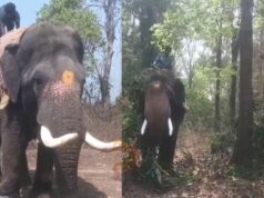 ನರಹಂತಕ ಕಾಡಾನೆ ಸೆರೆಗೆ ಸಾಕಾನೆ ಬಳಸಿ ಕಾರ್ಯಾಚರಣೆ..!