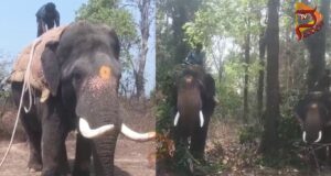 ನರಹಂತಕ ಕಾಡಾನೆ ಸೆರೆಗೆ ಸಾಕಾನೆ ಬಳಸಿ ಕಾರ್ಯಾಚರಣೆ..!