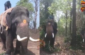 ನರಹಂತಕ ಕಾಡಾನೆ ಸೆರೆಗೆ ಸಾಕಾನೆ ಬಳಸಿ ಕಾರ್ಯಾಚರಣೆ..!