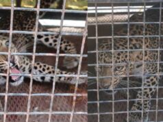 ಚನ್ನರಾಯಪಟ್ಟಣದ ಗ್ರಾಮಸ್ಥರ ನಿದ್ದೆಗೆಡಿಸಿದ್ದ ಚಿರತೆ ಸೆರೆ..!