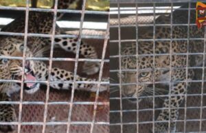 ಚನ್ನರಾಯಪಟ್ಟಣದ ಗ್ರಾಮಸ್ಥರ ನಿದ್ದೆಗೆಡಿಸಿದ್ದ ಚಿರತೆ ಸೆರೆ..!