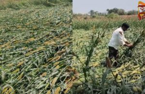 ರಾಯಚೂರಿನಲ್ಲಿ ಅಕಾಲಿಕ ಮಳೆ – ಸಜ್ಜೆ-ಜೋಳ ಬೆಳೆ ಹಾನಿ..!