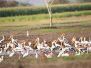 ಮಾಲವಿ ಜಲಾಶಯದಲ್ಲಿ ಕ್ರೌಂಚ ಪಕ್ಷಿಗಳ ಕಲರವ ಬೀಡು..!