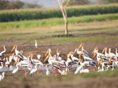 ಮಾಲವಿ ಜಲಾಶಯದಲ್ಲಿ ಕ್ರೌಂಚ ಪಕ್ಷಿಗಳ ಕಲರವ ಬೀಡು..!