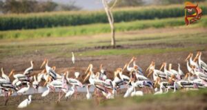 ಮಾಲವಿ ಜಲಾಶಯದಲ್ಲಿ ಕ್ರೌಂಚ ಪಕ್ಷಿಗಳ ಕಲರವ ಬೀಡು..!