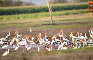 ಮಾಲವಿ ಜಲಾಶಯದಲ್ಲಿ ಕ್ರೌಂಚ ಪಕ್ಷಿಗಳ ಕಲರವ ಬೀಡು..!