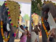 ಸೊಂಡಿಲಿನಿಂದ ಅರ್ಚಕನನ್ನು ಎತ್ತಿ ಎಸೆದ ಉತ್ಸವದ ಆನೆ