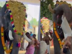 ಸೊಂಡಿಲಿನಿಂದ ಅರ್ಚಕನನ್ನು ಎತ್ತಿ ಎಸೆದ ಉತ್ಸವದ ಆನೆ