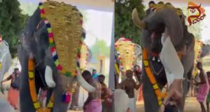 ಸೊಂಡಿಲಿನಿಂದ ಅರ್ಚಕನನ್ನು ಎತ್ತಿ ಎಸೆದ ಉತ್ಸವದ ಆನೆ