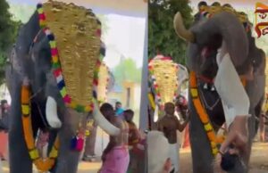 ಸೊಂಡಿಲಿನಿಂದ ಅರ್ಚಕನನ್ನು ಎತ್ತಿ ಎಸೆದ ಉತ್ಸವದ ಆನೆ