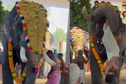 ಸೊಂಡಿಲಿನಿಂದ ಅರ್ಚಕನನ್ನು ಎತ್ತಿ ಎಸೆದ ಉತ್ಸವದ ಆನೆ