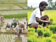 ರೈತರಿಗೆ 12.40 ಕೋಟಿ ರೂ. ಬೆಳೆ ವಿಮಾ ಪರಿಹಾರ ಬಿಡುಗಡೆ ಮಾಡಿದ ಕೇಂದ್ರ