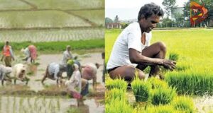 ರೈತರಿಗೆ 12.40 ಕೋಟಿ ರೂ. ಬೆಳೆ ವಿಮಾ ಪರಿಹಾರ ಬಿಡುಗಡೆ ಮಾಡಿದ ಕೇಂದ್ರ