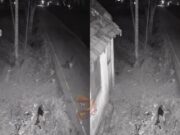 ರಸ್ತೆಯಲ್ಲಿ ಮಲಗಿದ್ದ, ಬೀದಿನಾಯಿಯನ್ನು ಹೊತ್ತೊಯ್ದ ಚಿರತೆ..!