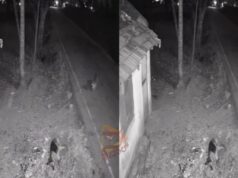 ರಸ್ತೆಯಲ್ಲಿ ಮಲಗಿದ್ದ, ಬೀದಿನಾಯಿಯನ್ನು ಹೊತ್ತೊಯ್ದ ಚಿರತೆ..!