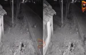 ರಸ್ತೆಯಲ್ಲಿ ಮಲಗಿದ್ದ, ಬೀದಿನಾಯಿಯನ್ನು ಹೊತ್ತೊಯ್ದ ಚಿರತೆ..!