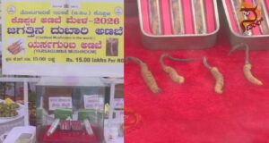 ಗಮನ ಸೆಳೆಯುತ್ತಿದೆ ಜಗತ್ತಿನ ದುಬಾರಿ ಅಣಬೆ – ಪ್ರತಿ ಕೆಜಿಗೆ 15 ಲಕ್ಷ ರೂ..,