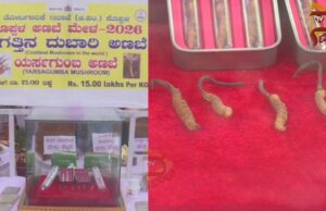 ಗಮನ ಸೆಳೆಯುತ್ತಿದೆ ಜಗತ್ತಿನ ದುಬಾರಿ ಅಣಬೆ – ಪ್ರತಿ ಕೆಜಿಗೆ 15 ಲಕ್ಷ ರೂ..,