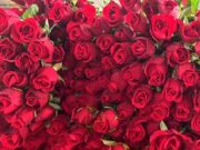 ಪ್ರೆಮಿಗಳ ದಿನಾಚರಣೆ – ಕೆಂಪು ಗುಲಾಬಿಗೆ ಭಾರೀ ಬೇಡಿಕೆ; ವಿದೇಶಗಳಿಗೂ ರಪ್ತು..!