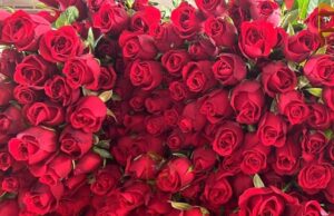 ಪ್ರೆಮಿಗಳ ದಿನಾಚರಣೆ – ಕೆಂಪು ಗುಲಾಬಿಗೆ ಭಾರೀ ಬೇಡಿಕೆ; ವಿದೇಶಗಳಿಗೂ ರಪ್ತು..!