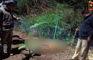 ಕೇರಳಿಗ ಜಮೀನಿಗೆ ಅಳವಡಿಸಿದ್ದ ಅಕ್ರಮ ವಿದ್ಯುತ್ ತಂತಿ ಸ್ಪರ್ಶಿಸಿ ಹುಲಿ ಸಾವು..!