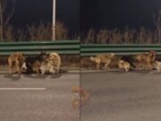 ಮಾಂಸದ ವ್ಯಾಪಾರಿಗಳಿಂದ ಪಾರಾಗಿ, ಮರಳಿ ಹಳ್ಳಿ ಸೇರಿದ ನಾಯಿಗಳು