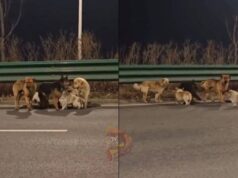 ಮಾಂಸದ ವ್ಯಾಪಾರಿಗಳಿಂದ ಪಾರಾಗಿ, ಮರಳಿ ಹಳ್ಳಿ ಸೇರಿದ ನಾಯಿಗಳು