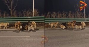 ಮಾಂಸದ ವ್ಯಾಪಾರಿಗಳಿಂದ ಪಾರಾಗಿ, ಮರಳಿ ಹಳ್ಳಿ ಸೇರಿದ ನಾಯಿಗಳು